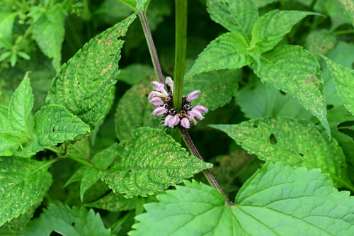 Nyalam Mountain Lampwick (Phlomis nyalamensis)