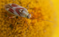 Calocoris roseomaculatus roseomaculatus