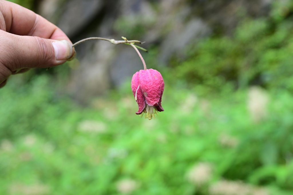 Clematis alternata