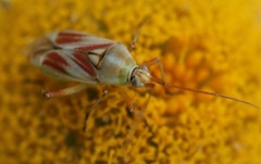 Calocoris roseomaculatus roseomaculatus