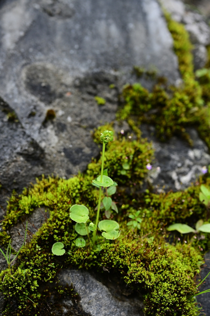 Parnassia tenella