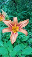 Hemerocallis fulva