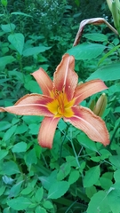 Hemerocallis fulva