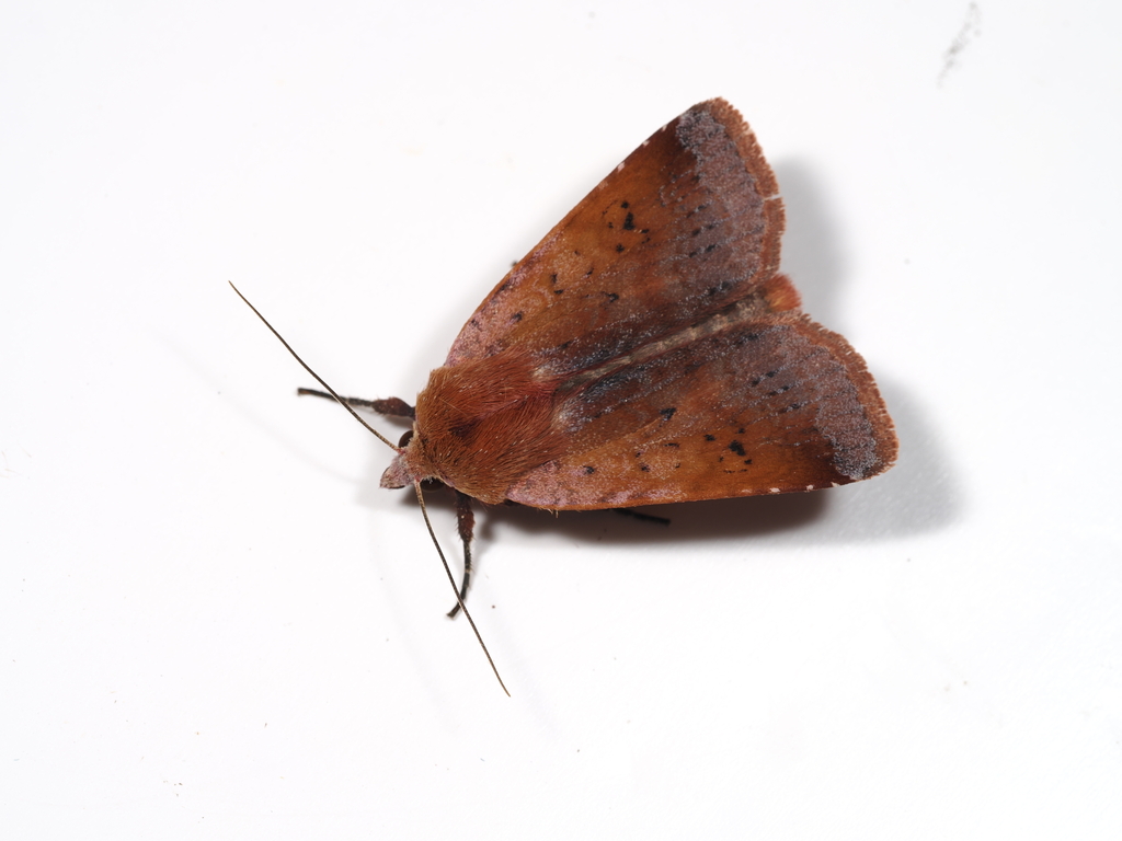 Diarsia ruficauda