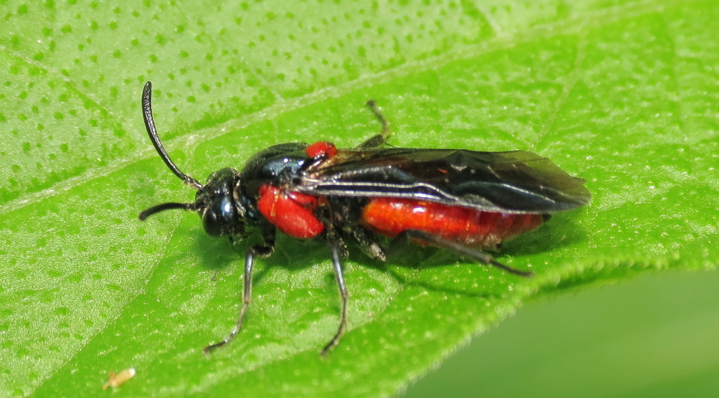 Poison Ivy Sawfly