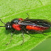 Poison Ivy Sawfly - Photo (c) Paul Bedell, some rights reserved (CC BY-SA), uploaded by Paul Bedell