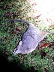 Notamacropus eugenii