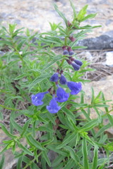 Scutellaria scordifolia