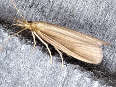 Peoria gematella