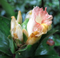 Costus erythrophyllus