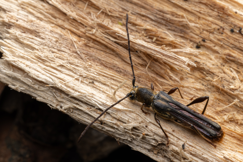 Thranius infernalis