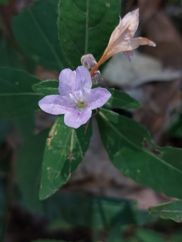 Strobilanthes tetrasperma, photograph 6