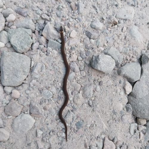 Coral-bellied Wormsnake