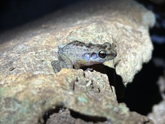 Barahona Rock Frog photo 2