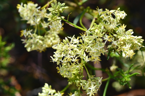Glischrocaryon flavescens, 2024-10-18