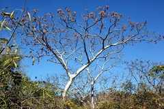 Conzattia multiflora