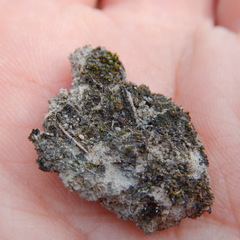 Aloina rigida