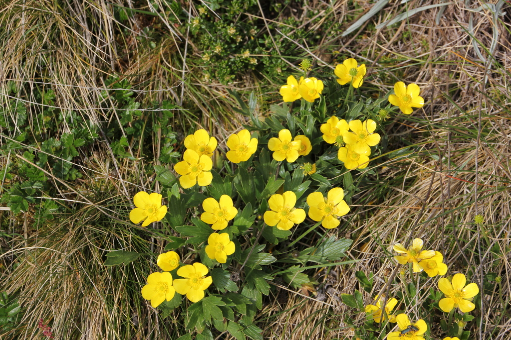 Ranunculus victoriensis from Alpine - East, Alpine, Australian Alps ...