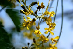 Conzattia multiflora