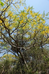 Conzattia multiflora