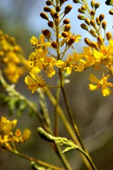 Conzattia multiflora