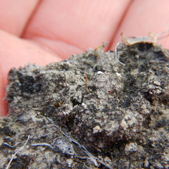 Pterygoneurum ovatum