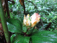 Costus erythrophyllus