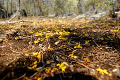 Conzattia multiflora