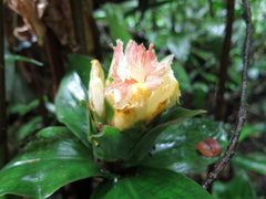 Costus erythrophyllus