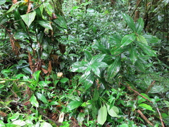 Costus erythrophyllus