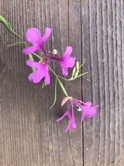 Clarkia pulchella