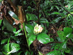 Costus erythrophyllus