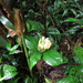 Costus erythrophyllus - Photo (c) Dave Skinner, some rights reserved (CC BY-NC), uploaded by Dave Skinner