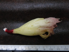 Costus erythrophyllus