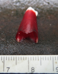 Costus erythrophyllus