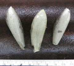 Costus erythrophyllus