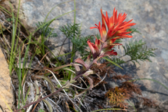Castilleja pruinosa