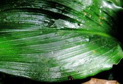 Costus erythrophyllus