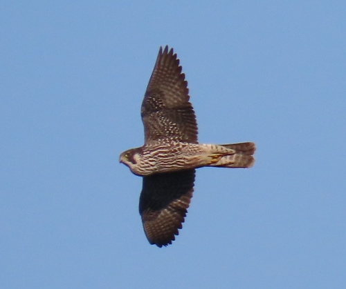Peregrine Falcon photographed in Hungary
