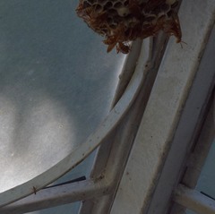 Pachysomoides fulvus