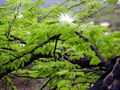 Havardia acatlensis