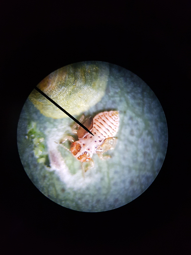 Cardiaspina artifex
