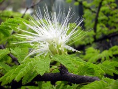 Havardia acatlensis