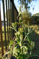 Buddleja stachyoides