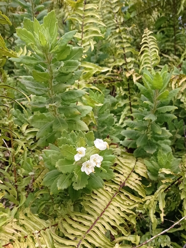 Cantua quercifolia (Cantua quercifolia)