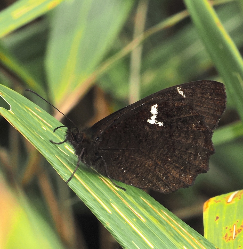 Pedaliodes phthiotis