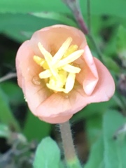Angiospermae