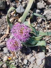 Allium platycaule