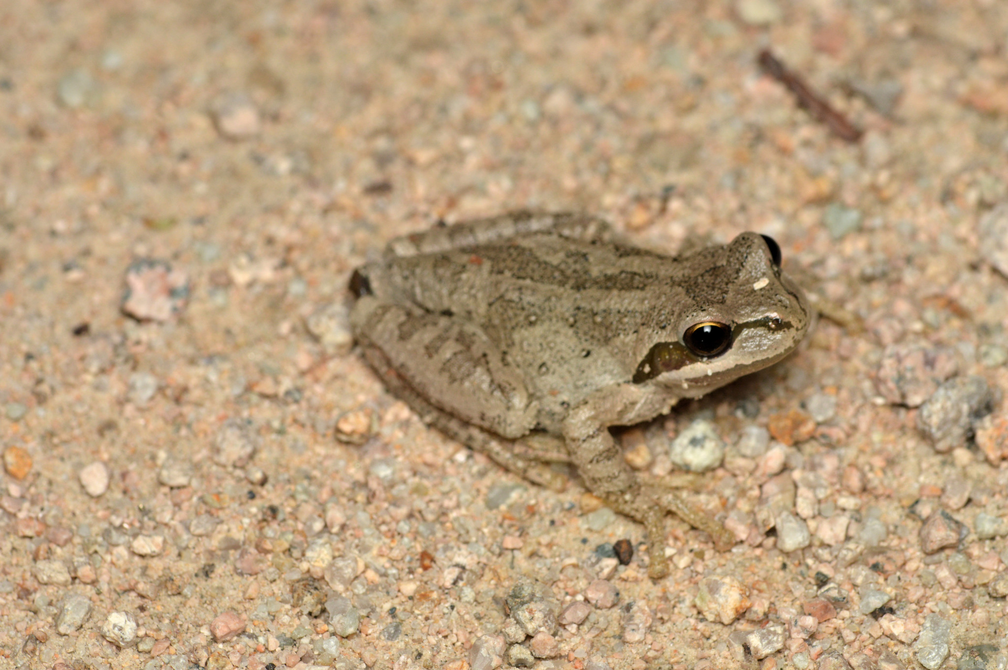 Fotka „The Pacific Tree frog Hyla Regilla is quite common in B.C.