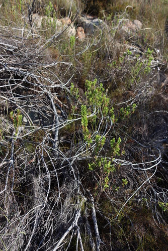 Image of Dollrose Storksbill by (c) Tony Rebelo, some rights reserved (CC BY-SA)
